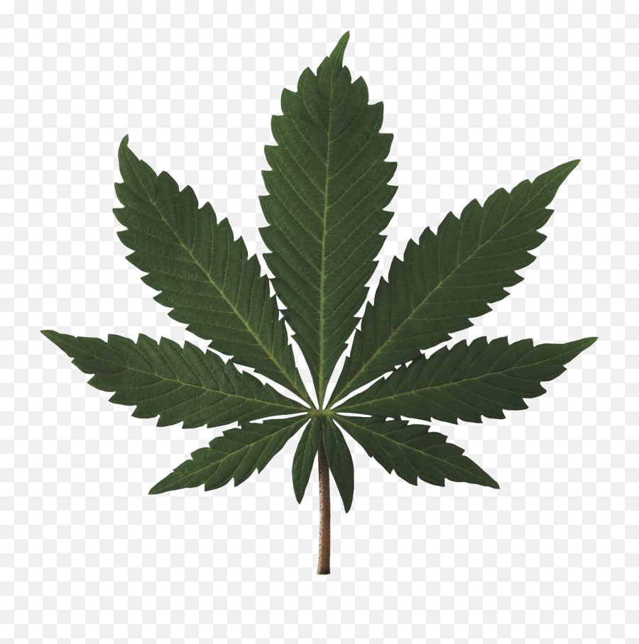 Weeds Weed Plant Transparent Png - Weed Png,Weeds Png