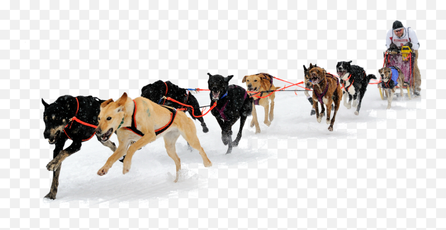 Png Sled Transparent - Dog Sled Png,Sleigh Png
