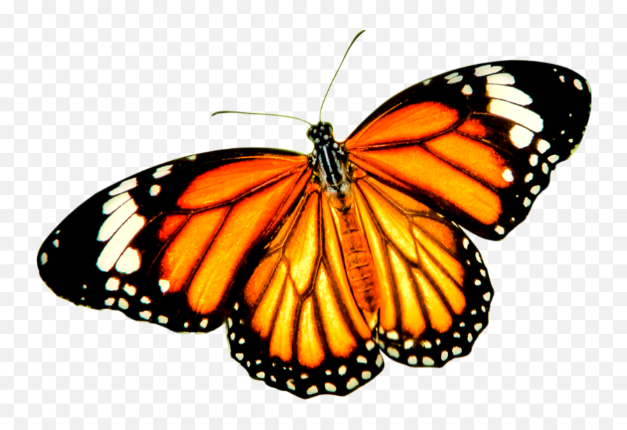 Monarch Butterfly Tiger Danaus Genutia - Transparent Background Monarch Butterfly Png,Monarch Butterfly Png