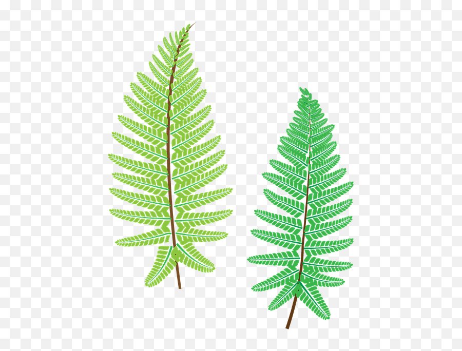 Fern Plant The Leaves - Ostrich Fern Png,Fern Png