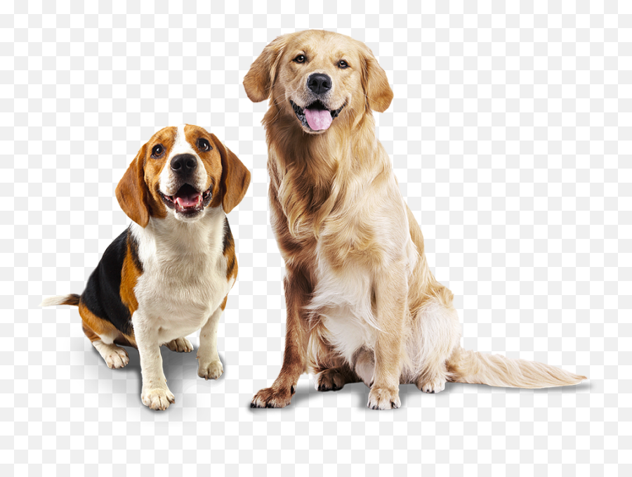 Cachorro - Animal Photo White Background Hd Png Download Golden Retriever,Cachorro Png