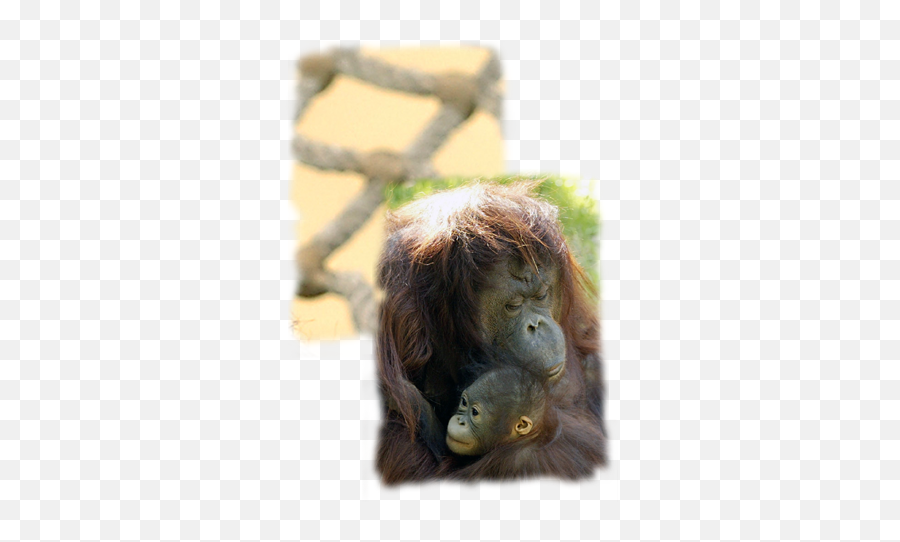 Download Orangutan Png Image With No - Monkey,Orangutan Png