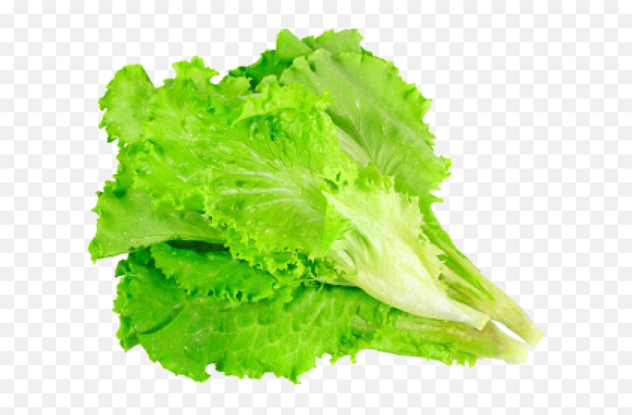 Leafy Lettuce Png