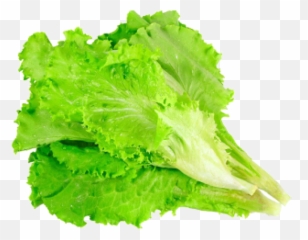 Leafy Lettuce Png