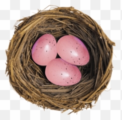European Robin Bird Nest Egg For Easter - 850x837 Eggs In A Group Png,Bird Nest Png