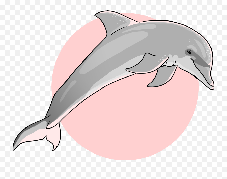Pink Dolphin Png - Dauphinoceanique Common Bottlenose Dolphin Oceanique,Dolphin Png
