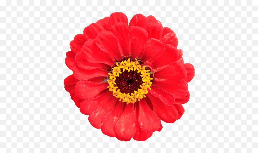 Zinna Red Flower Closeup Without Background Texture Sf Png Sunflower Transparent