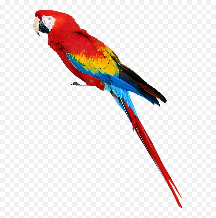 Download Parrot Free Png Image - Transparent Background Parrot Png,Parrot Transparent