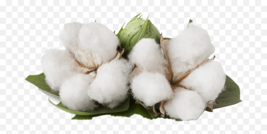 Png Images Transparent Background - Benefits Of Cotton Plant,Cotton Png