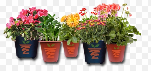 Plants - Flower Plant Pot Png,Planters Png