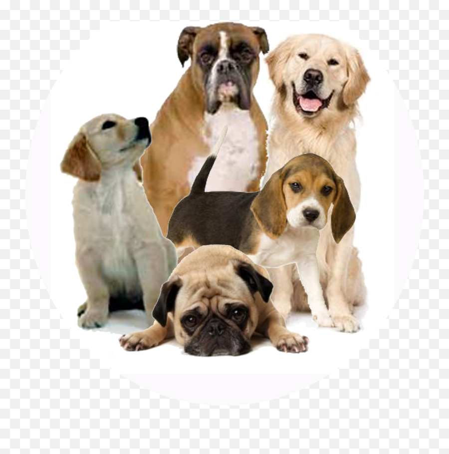 Cute Dog Png Transparent - Dogs Png,Cute Dog Png