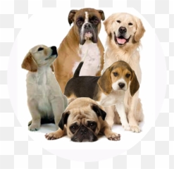 Cute Dog Png Transparent - Dogs Png,Cute Dog Png