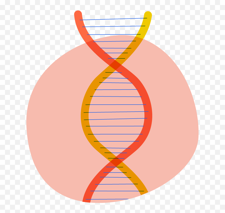 Download Dna Double Helix Image - Vertical Png,Dna Helix Png