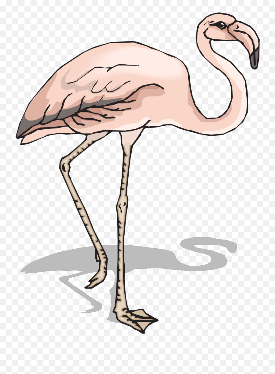 Pink Flamingo Clipart Free Image - Burung Flamingo Png,Flamingo Clipart Png
