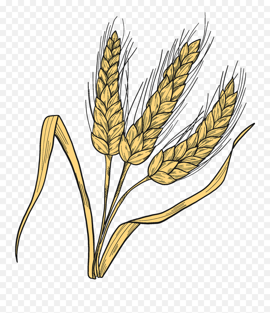 Wheat Clipart - Common Wheat Png,Wheat Png