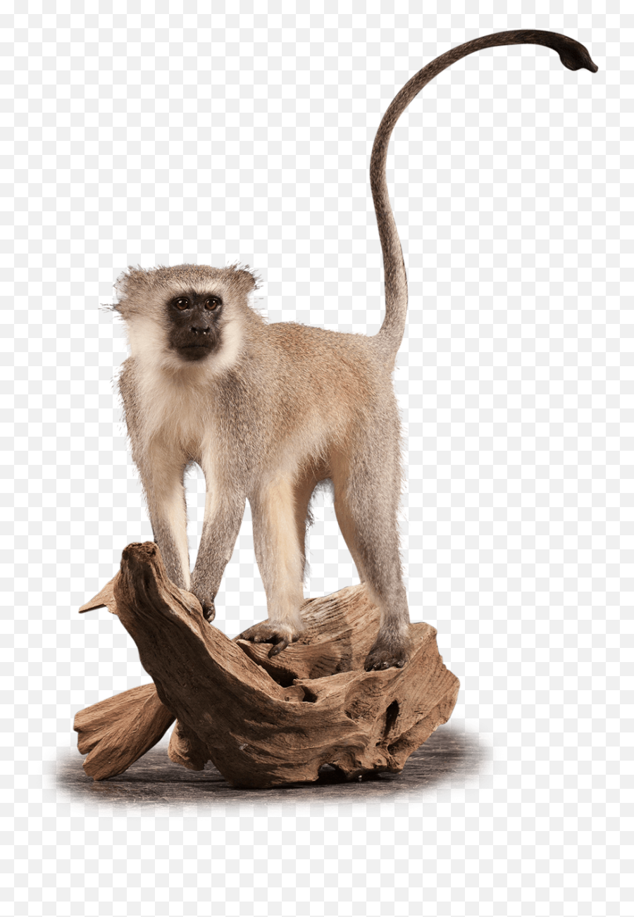 Vervet Monkey Vm102 Our Work Kanati Studio - Animal Figure Png,Monkey Transparent
