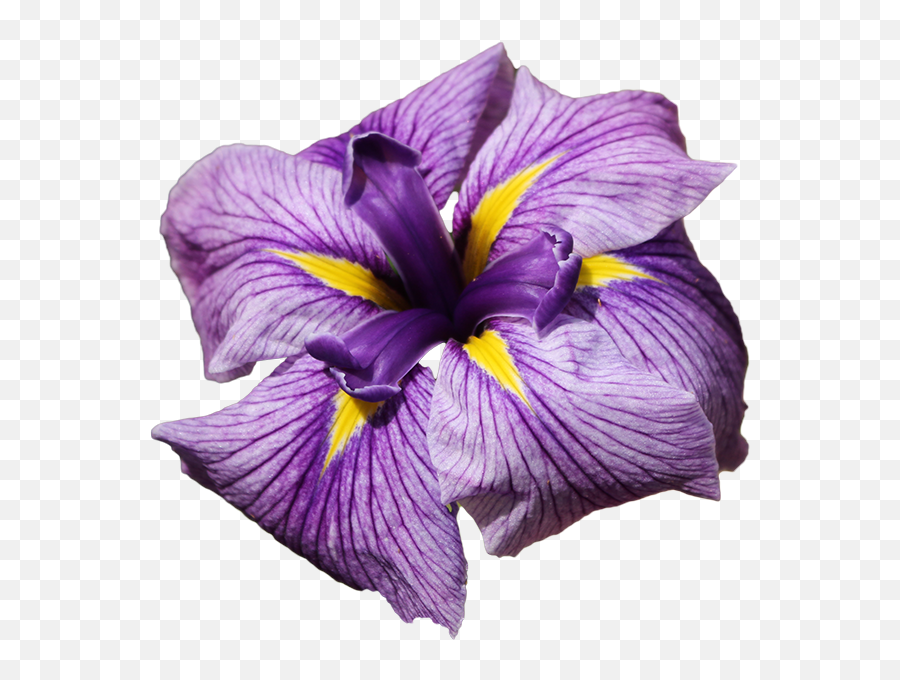Iris Sponsor - Animated Iris Flowers Png,Iris Flower Png