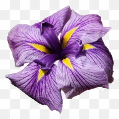 Iris Sponsor - Animated Flowers png