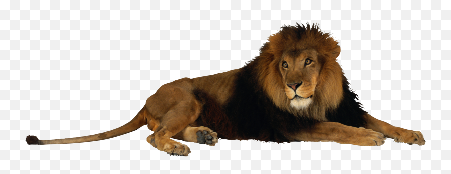 Free Lion Png Transparent Download - Fort Wayne Zoo,Lion Transparent