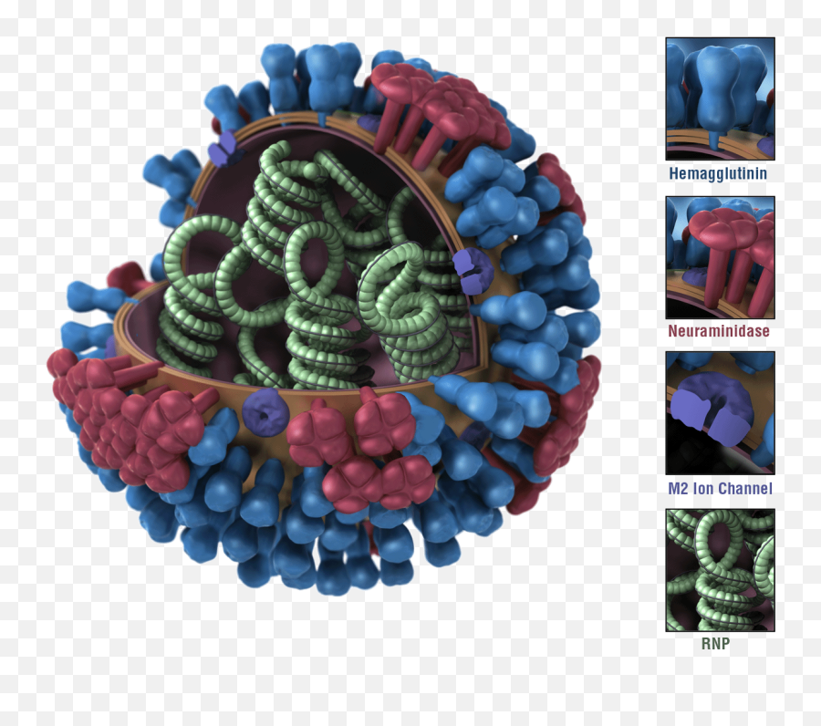 Images Of Influenza Viruses Cdc - Influenza Virus Png,Next Icon Jpg