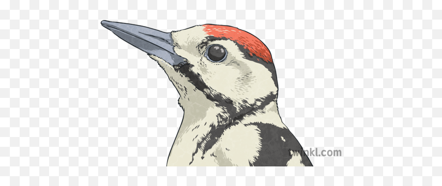 Great Spotted Woodpecker Eye Head Romulus And Remus Bird - Hairy Woodpecker Png,Woodpecker Icon