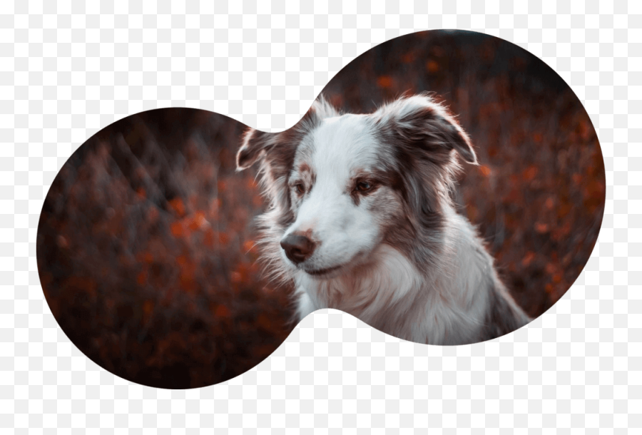 Spiritdog Online Dog Training - Northern Breed Group Png,Australian Shepherd Icon