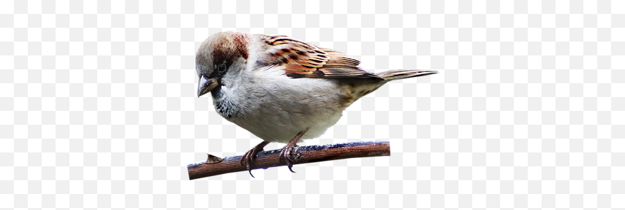 100 Free Sparrow U0026 Bird Illustrations - Twig Png,Jack Sparrow Icon
