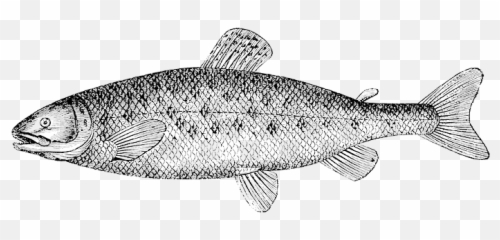 3 - Day Package Alaska Fishing Trip Kainu0027s Atlantic Salmon Black And White png