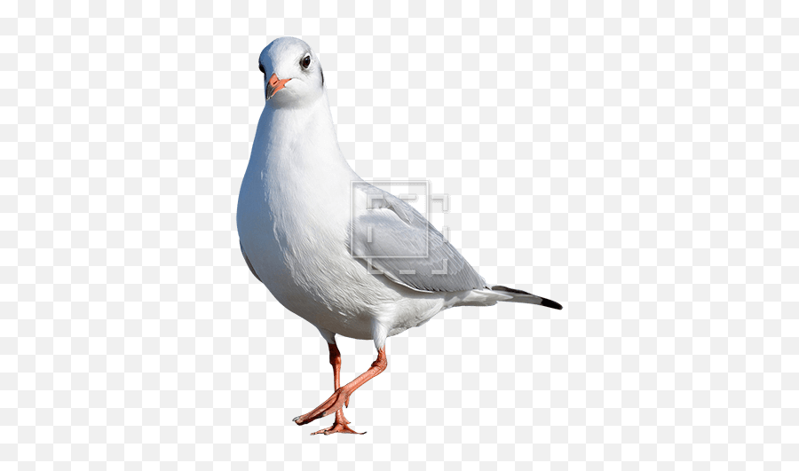 Seagull Kind Of Bird - Immediate Entourage Bird Png Cut Out,Seagull Png