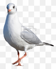 Seagull Kind Of Bird - Immediate Entourage Bird Png Cut Out,Seagull Png