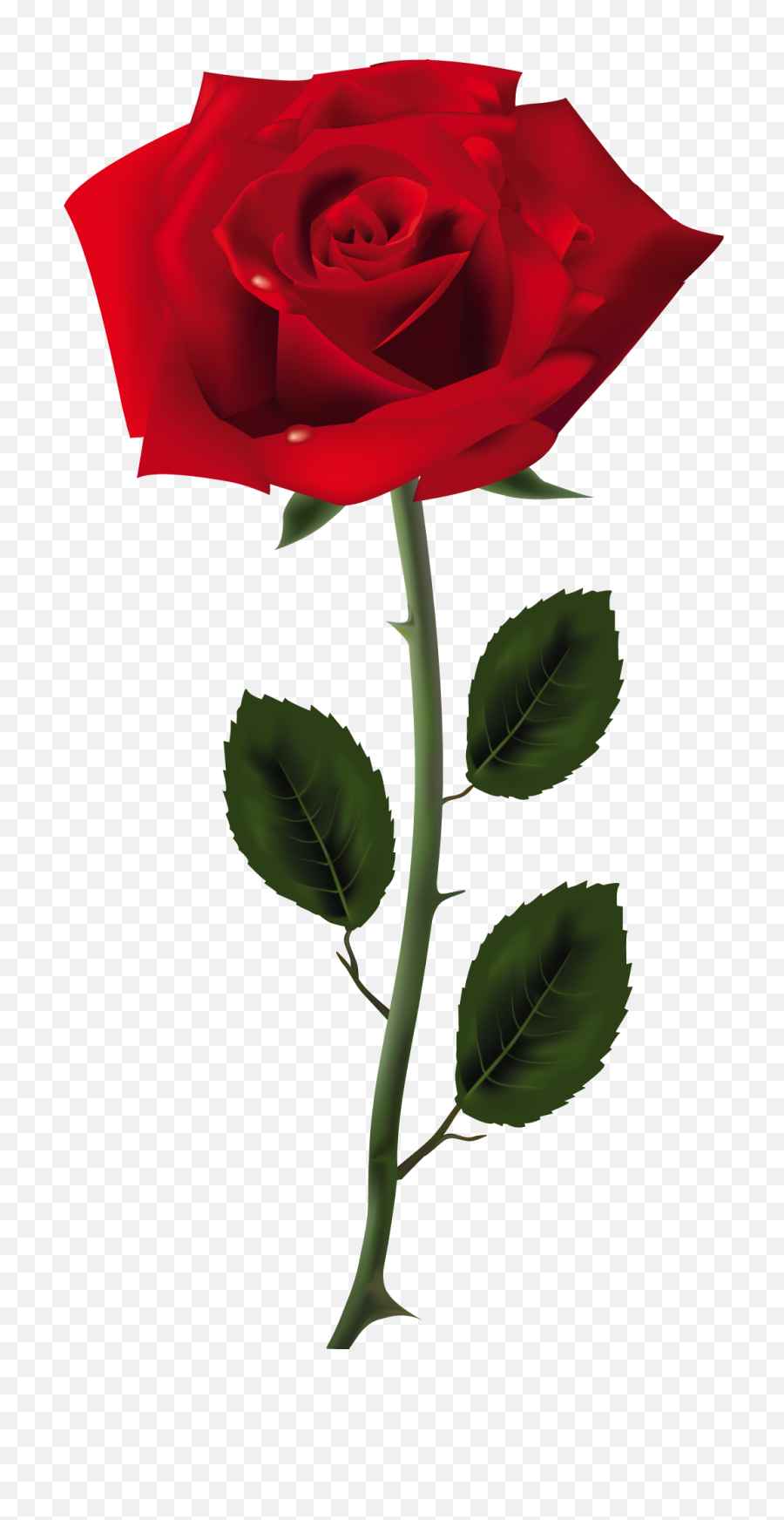Red Rose Png Art Picture - Transparent Image Of Rose,Red Rose Png