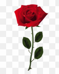 Red Rose Png Art Picture - Transparent Image Of Rose,Red Rose Png