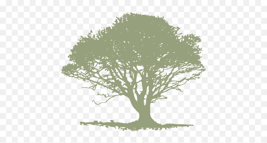 Download Single Light Green Tree - Infinite Imagination Png,Olive Tree Png