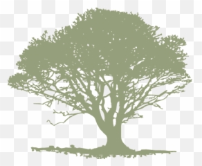 Download Single Light Green Tree - Infinite Imagination Png,Olive Tree Png