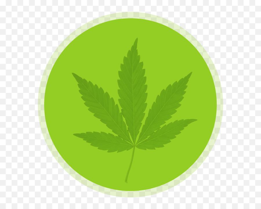 Thc Texoma Medical Marijuana Dispensary In Southern Oklahoma - Marijuana Leaf Png,Weed Leaf Png