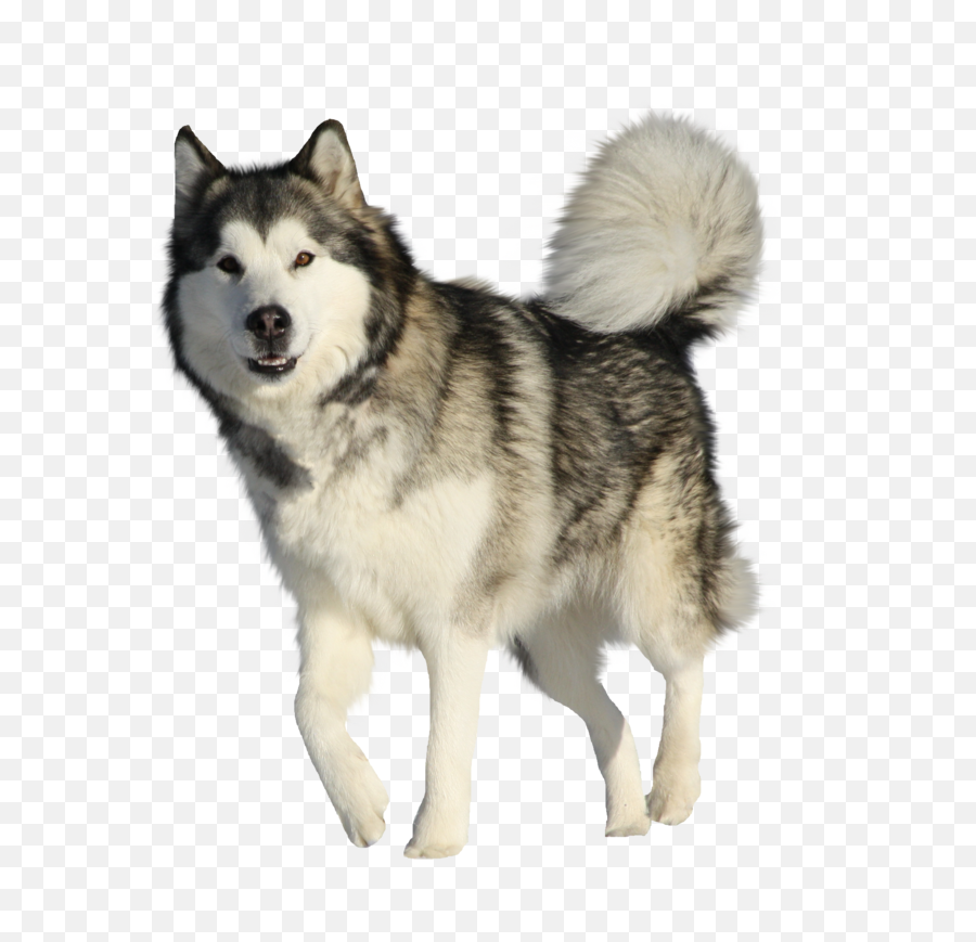 Download Husky Png Hd Quality - Husky Dogs Transparent Background,Husky Png