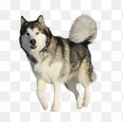 Download Husky Png Hd Quality - Dogs Transparent Background