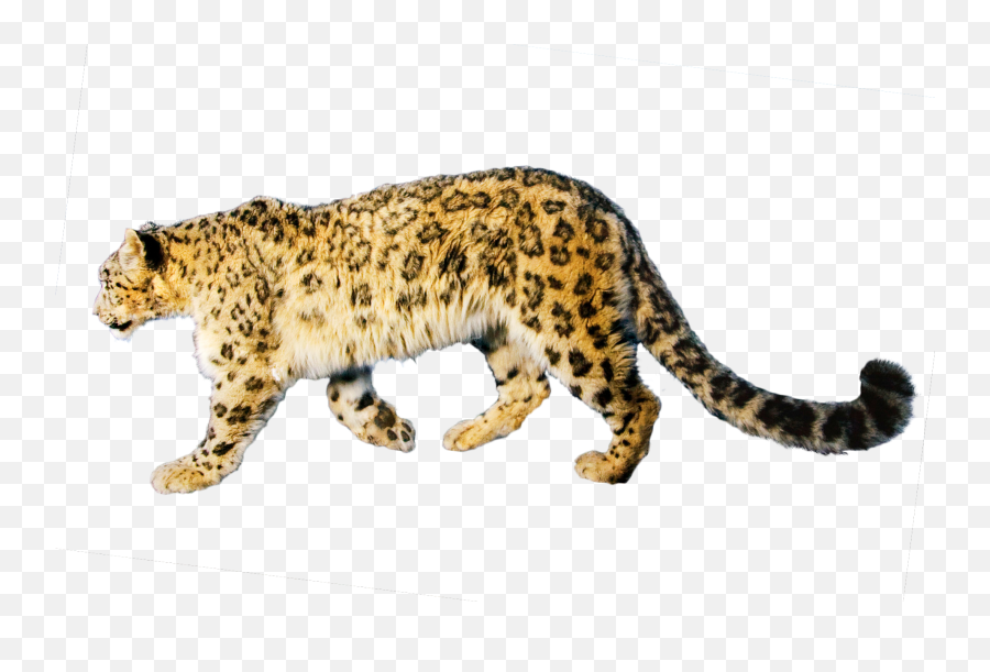 Jaguar Free Download Png - Jaguar,Jaguar Png