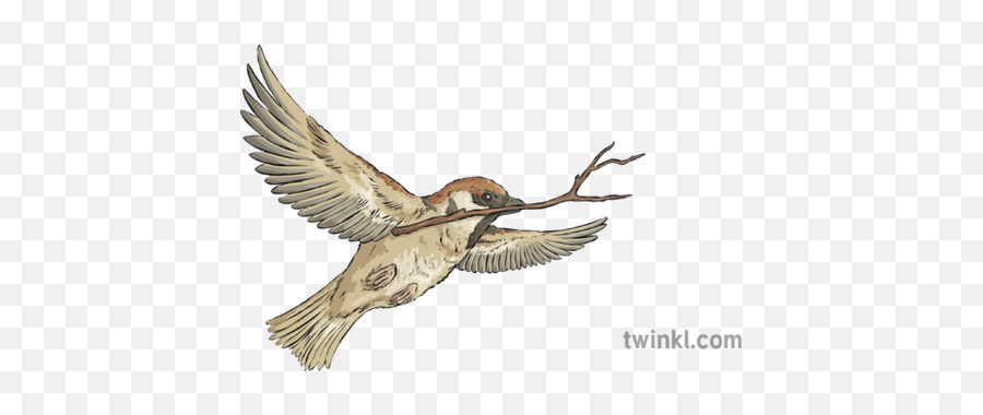 Sparrow Illustration - Twinkl European Swallow Png,Sparrow Png