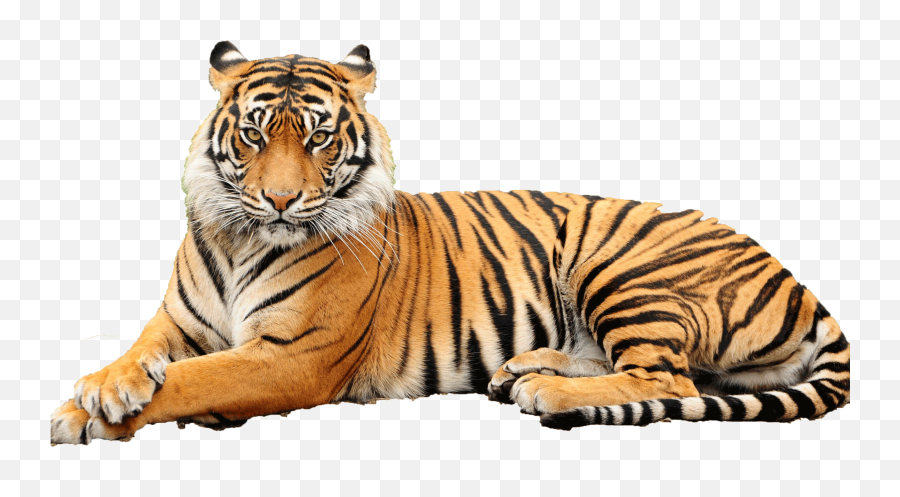 Hd Png Transparent Tiger Tigers