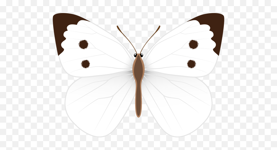 White Butterfly Png Clipart Image Clip - Butterflies,Butterfly Png Clipart