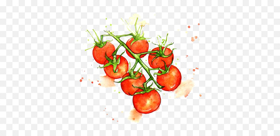 Download Hd Juice Cherry Tomato Watercolor Painting - Tomato Art Watercolor Png,Cherry Png