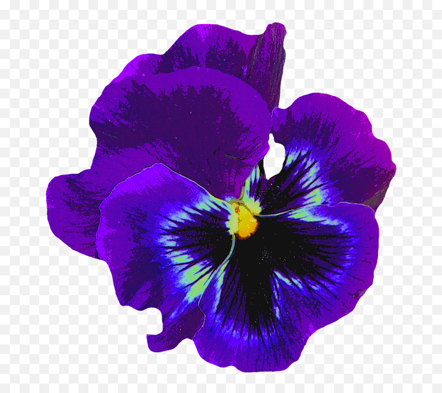 Pansy Blue Spring - Free Image On Pixabay Spring Blossom Flower Png,Blue Flower Transparent Background