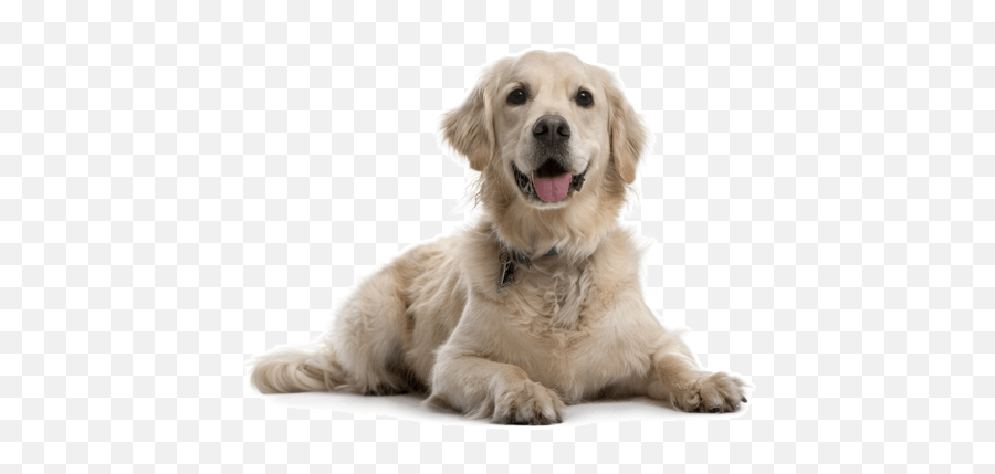Golden Retriever Puppies For Sale In - Dog Deworming Png,Golden Retriever Transparent