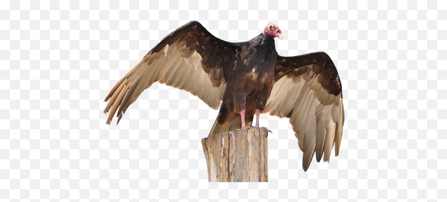 Turkey Vultures Vulture Control Products Absolute - Vulture Wings White Background Png,Vulture Png