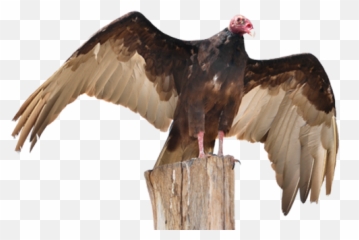 Turkey Vultures Vulture Control Products Absolute - Vulture Wings White Background Png,Vulture Png