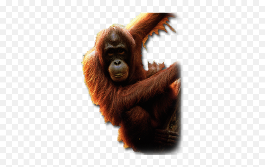 Download Orangutan Males Have Evolved A - Sumatran Orangutan Transparent Background Png,Orangutan Png