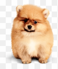 Slider - Small Dogs Hong Kong Png,Small Png Images