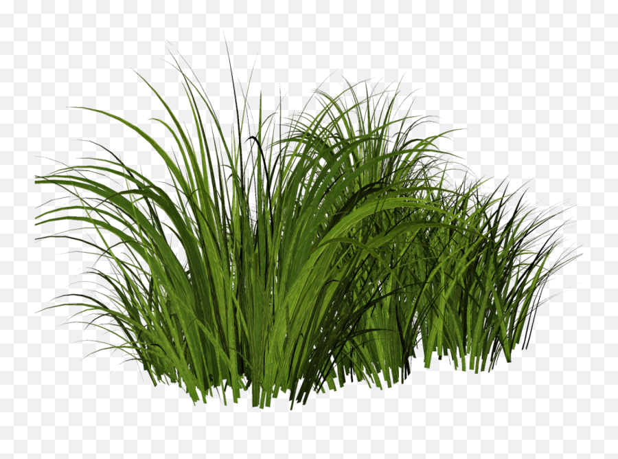 Download Free Tall Grass Png - Tall Grass Transparent,Tall Grass Png