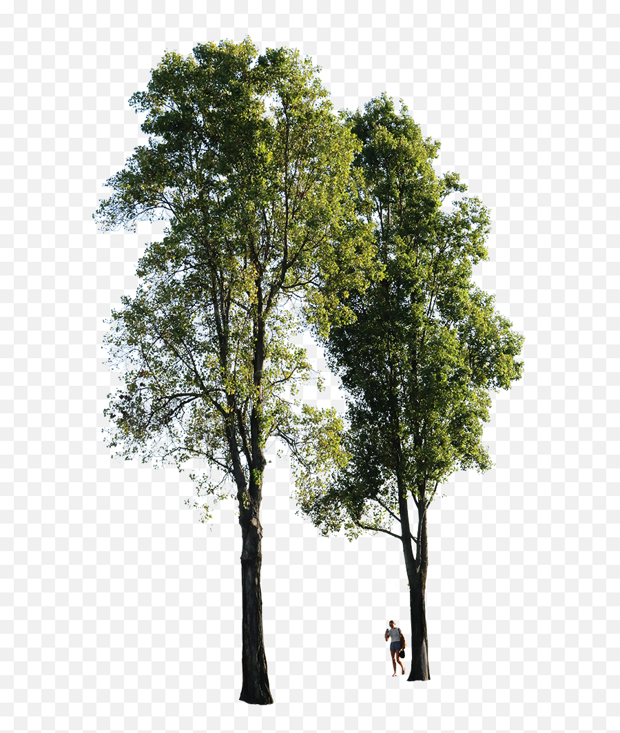 Poplar Tree Transparent Background Png Group Of Trees